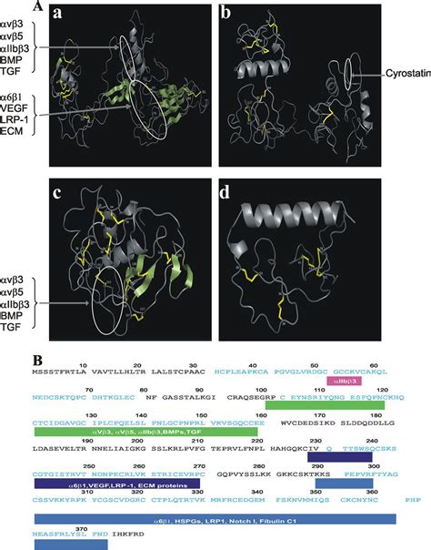 Degradome Products Of The Matricellular Protein CCN1 As Modulators Of