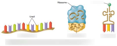 Types of RNA and their functions Diagram | Quizlet