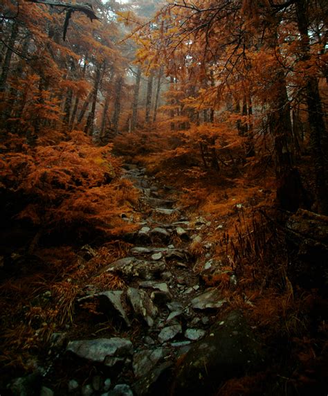 Foggy Pine Forest In Infrared By Kferendo On Deviantart