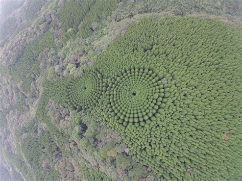 Cedar Trees Form Verdant Halos In The Forests Of Japan Ignant