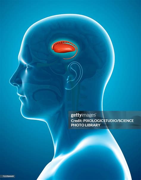 Caudate Nucleus In The Brain Illustration High-Res Vector Graphic ...