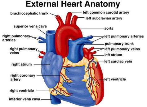 The External Structure Of Human Heart - Ishwaranand