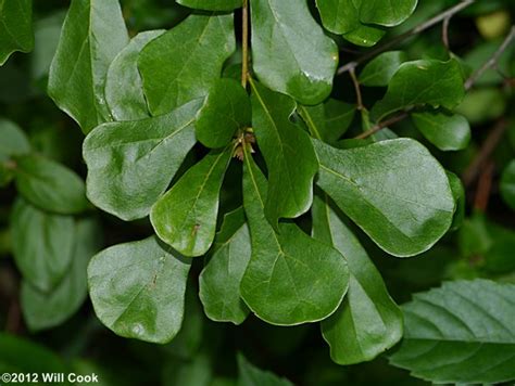 Water Oak Leaf Identification