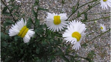 Are ‘Mutated’ Daisies Really Caused by Fukushima Radiation?