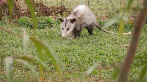 Simple Ways How To Get Rid Of Possums In Your Yard Protect Your House