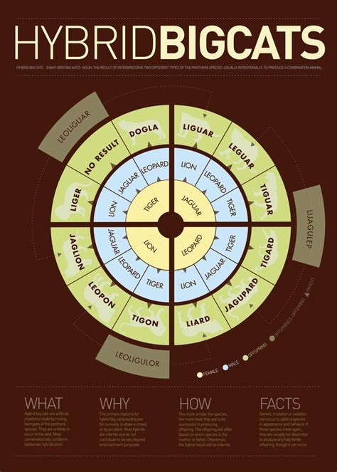 St Louis Zoo Map Printable | Literacy Basics