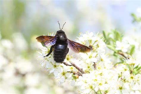 Black hornet » All information about the exciting insect