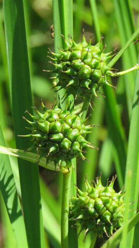 Big Bur Reed From Lanark County On Canada On August At