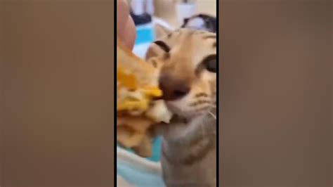 Cat Eating Burger Youtube