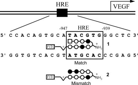 Map Of The Vegf Promoter With The Hre Site Upper And Schematic