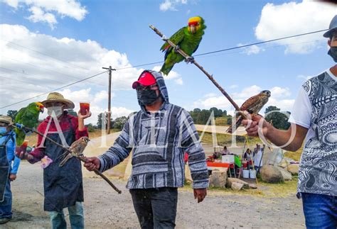 Tráfico ilegal de loros águilas halcones y otras aves se agudiza en