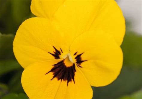 Viola Cornuta Admire Yellow Blotch S Klas Onava Lv