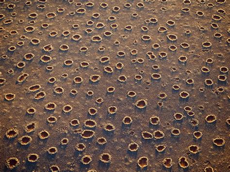 What Causes Namibias Fairy Circles Probably Not Termites Smithsonian