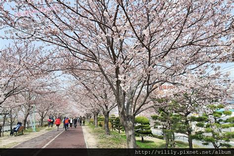 韓國春季慶典懶人包｜2025櫻花花開預測～各地油菜花賞櫻景點 總整理 我在前往韓國旅遊的路上