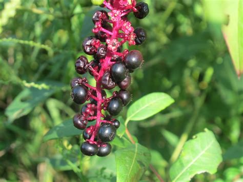 Pokeweed – Hiker's Notebook