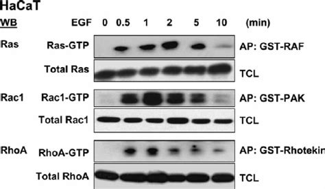 EGF Activates Ras And Rho GTPases In HaCaT Cells HaCaT Cells Were