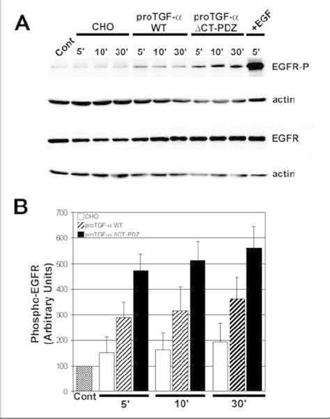 Activation Of The Egfr By Cells Expressing Wild Type Wt Pro Tgf And