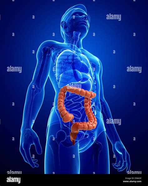 Large Intestine And Bladder Hi Res Stock Photography And Images Alamy