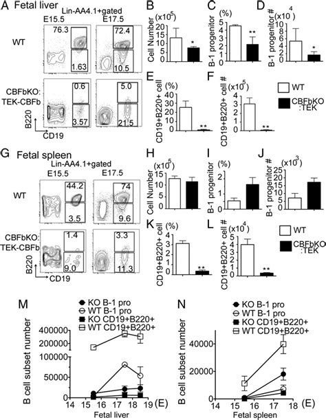 B 1 Progenitor Cells Exist In The Cbfβ − − Tekgfp Cbfβ Fetal Liver Download Scientific Diagram