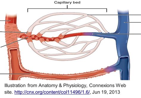 Capillary Bed Diagram | Quizlet