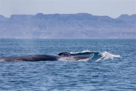 Marine Species In The Sea Of Cortez Top 5 Must See Wildlife ECO