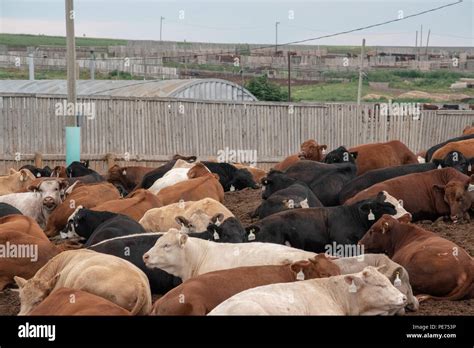 Cattle Feedlot Canada Hi Res Stock Photography And Images Alamy