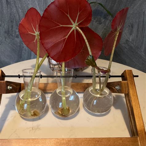 beefsteak plant plant care water light nutrients greg app