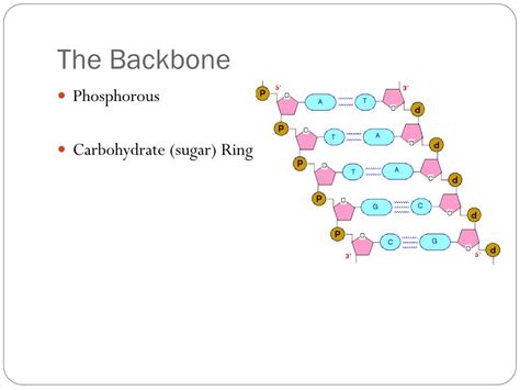 Ppt The Structure Of Dna Powerpoint Presentation Free Download Id