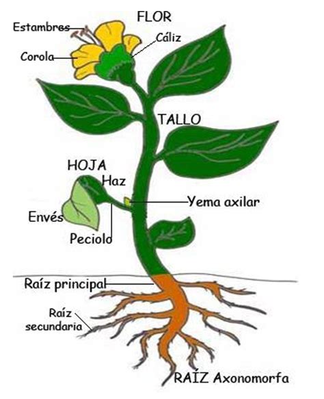 La reproducción sexual y asexual de las plantas Ciencias Naturales