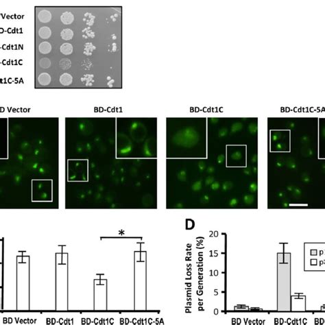 Overexpression Of The C Terminal Region Of Cdt P Impairs Mcm Nuclear