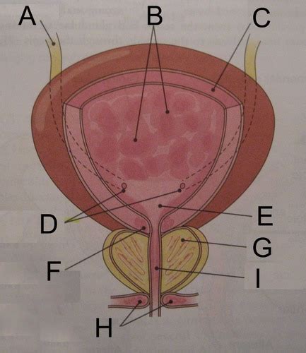 A P 2 Lab 7 Urinary System Flashcards Quizlet