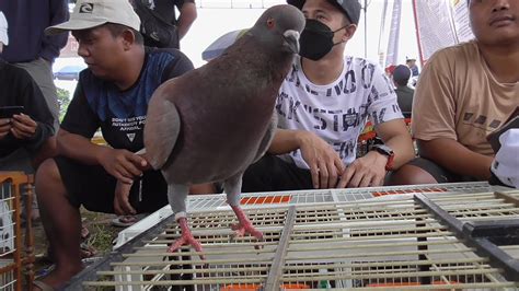 BURUNG TOP TOP MAGELANG TUMBANG SAMA BURUNG SATU INI PRA LOMBA NEW AYLA