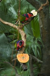 Parrot Encyclopedia Black Capped Lory World Parrot Trust