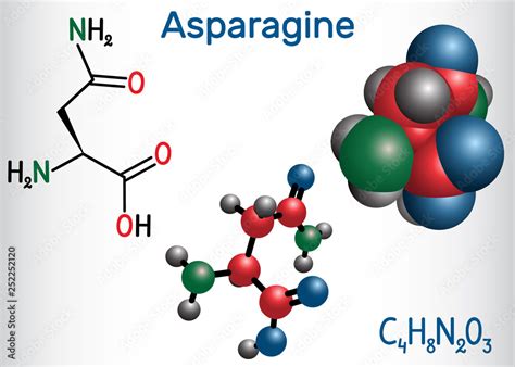 Asparagine L Asparagine Asn N Amino Acid Molecule It Is Is Used