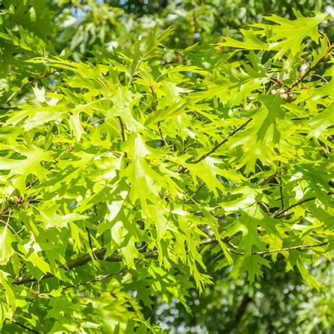 Shumard Oak Tree Plant Addicts