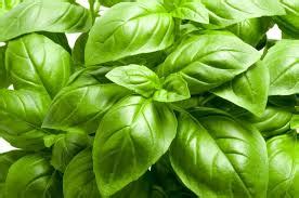 Basil Italian - Bali Organic Center