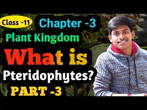 Plant Kingdom Part 3 Pteridophytes What Is Pteridophyte YouTube