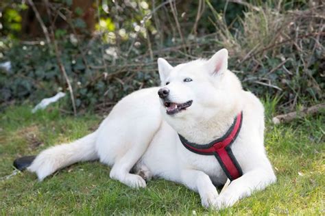 Un Eroe Il Cane Husky Ha Salvato La Vita Di Un Neonato Trovandolo In