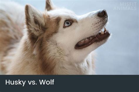 Wolf Bite Force (How Strong Are Wolves Bites?)