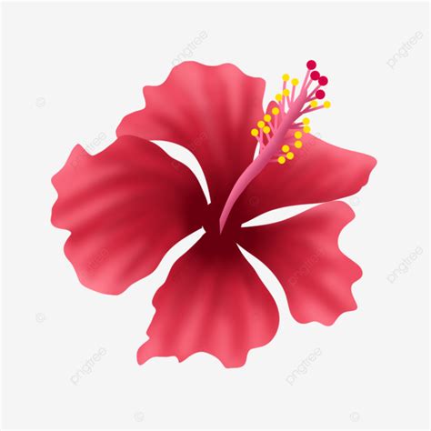 Malaysia Hibiscus Hibiscus Malaysia Flower Png Transparent Clipart