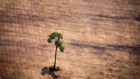 Deforestación Los 10 Países Que Perdieron Más Bosque Virgen En El