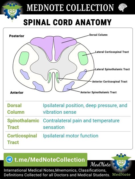 SPINAL CORD ANATOMY | Medical anatomy, Medical school stuff, Spinal cord anatomy