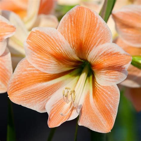 Van Zyverden Amaryllis Bulbs Apricot Parfait Set Of Bulb