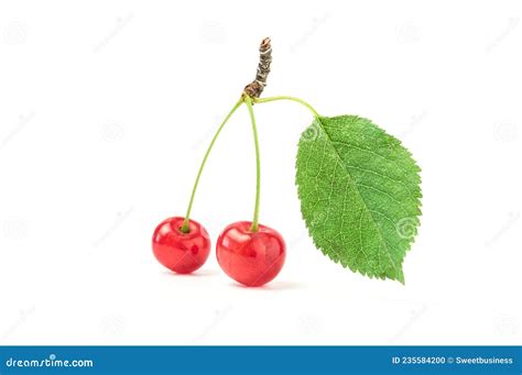 Duas Cerejas Suculentas Folha Isolada Em Branco Foto De Stock