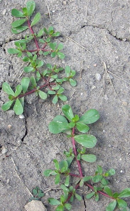 Purslane Pest Or Food Door County Pulse