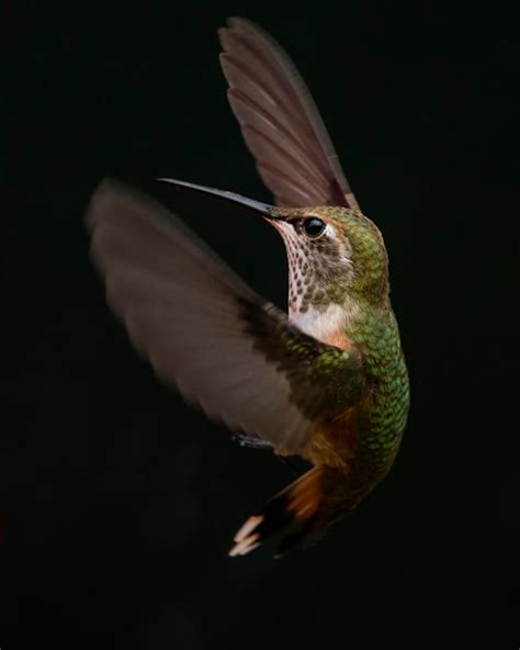 Focus Photography of Flying Hummingbird · Free Stock Photo