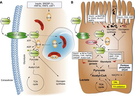 The Interaction Of Hepatic Lipid And Glucose Metabolism In Liver Diseases Journal Of Hepatology