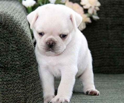 Pin on White Pug Puppies