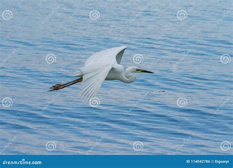 White Great Egret Flying Over the Lake Stock Photo - Image of outdoor, beauty: 114042786