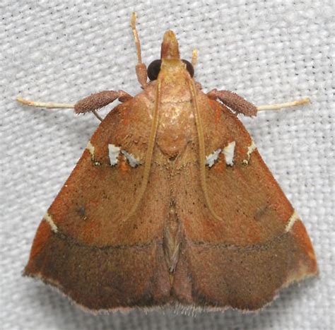 Brown Moth With White Spots Lepidomys Irrenosa Bugguidenet